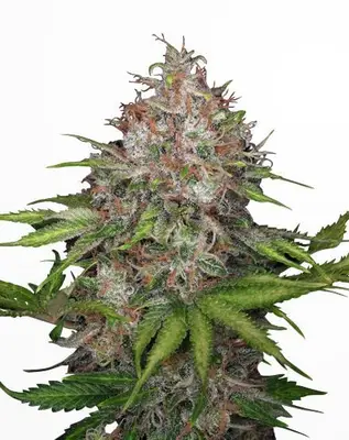 CBG Soul cannabis seeds