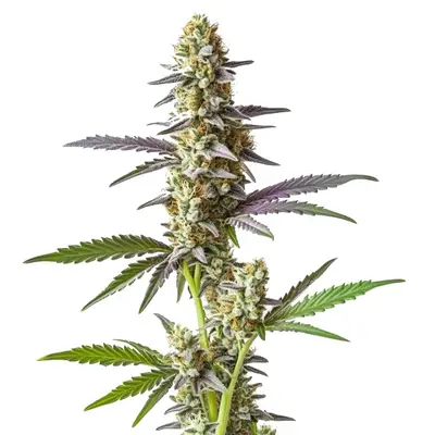 Cement Shoe x Rainbow cannabis seeds