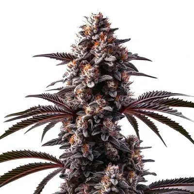 Cement Shoes cannabis seeds by Blimburn Seeds