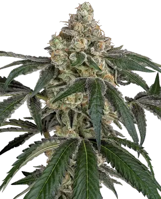 Cereal Killa cannabis seeds
