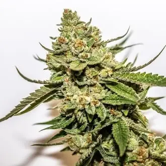 Cereal Milk x OG Kush cannabis seeds