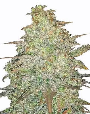 Cereal Milk cannabis seeds