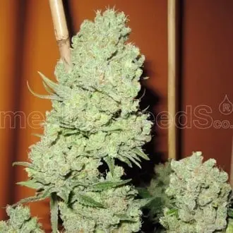Channel + cannabis seeds