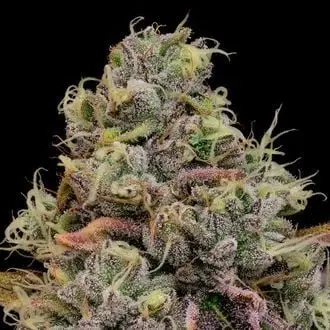 Chaos Cake cannabis seeds