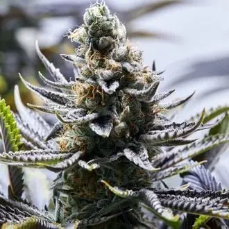 Chapel Of Love cannabis seeds
