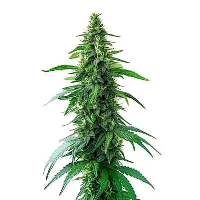 Charlotte's Web CBD cannabis seeds by Blimburn Seeds