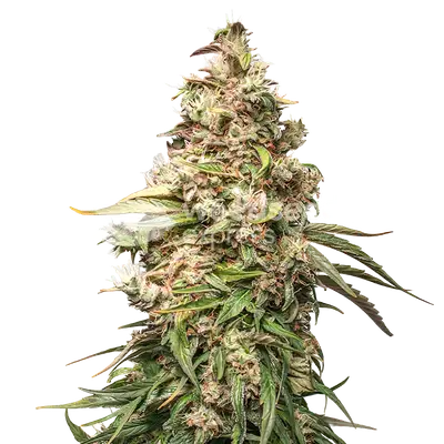 Charlotte's Web cannabis seeds