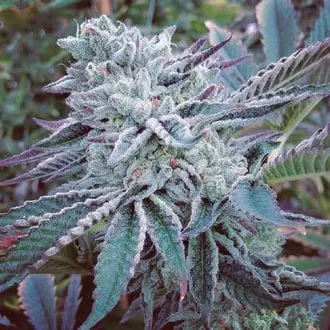 Cheese Cake Cookies cannabis seeds by The Kush Brothers