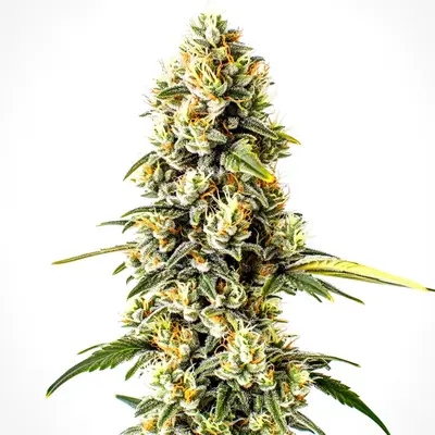 Cheese Cookies cannabis seeds
