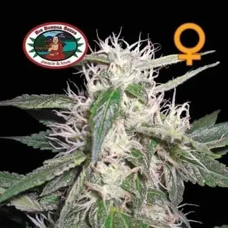 Cheese Dawg cannabis seeds