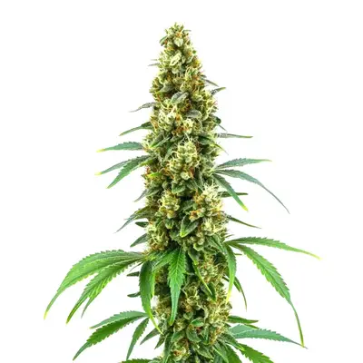 Cheese Diesel cannabis seeds
