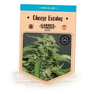Cheese Exodus cannabis seeds by Garden of Green