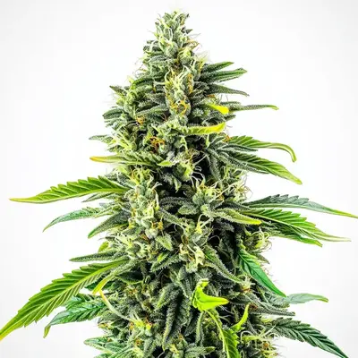 Cheese Fast Version cannabis seeds by Blimburn Seeds