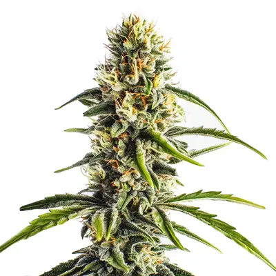 Cheese Lemon cannabis seeds