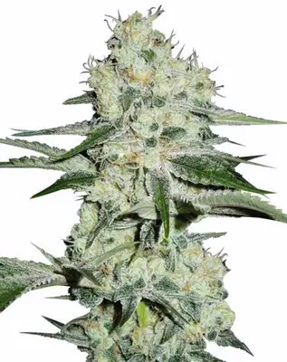 Cheese cannabis seeds