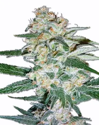 Cheesecake cannabis seeds