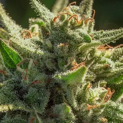Cheetah Fat Fast cannabis seeds
