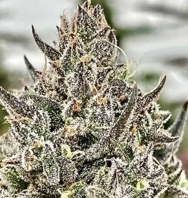 Cheetah the Hut cannabis seeds