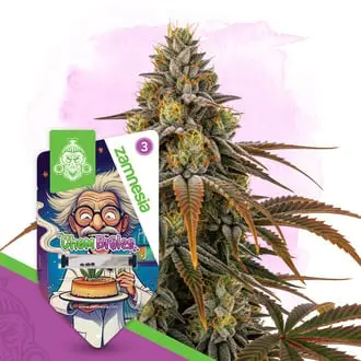 Chem Brulee cannabis seeds by Zamnesia Seeds