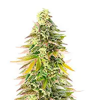 Chem Cookies cannabis seeds