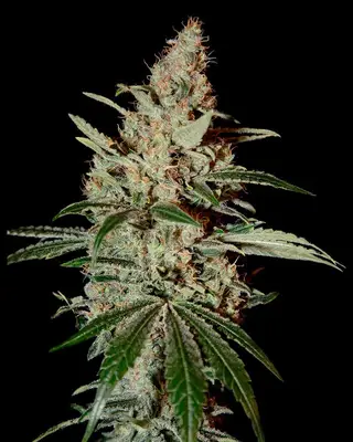 Chem Dog cannabis seeds
