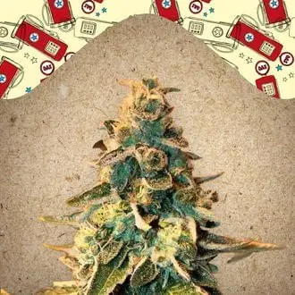 Chem OG cannabis seeds