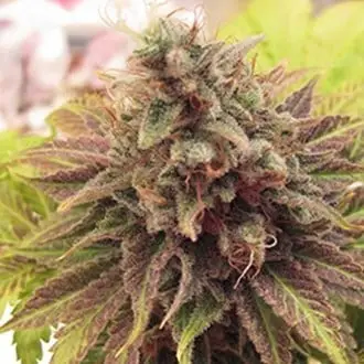 Chem Valley Kush cannabis seeds