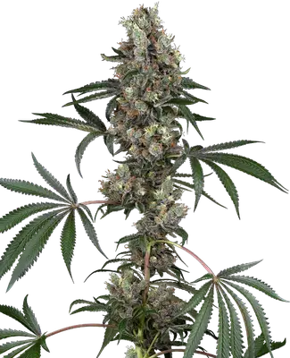 Chemberries cannabis seeds