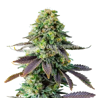 Chemdawg cannabis seeds