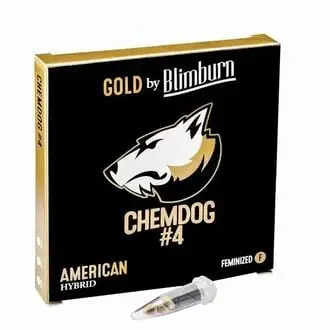 Chemdog 4 cannabis seeds by Blimburn Seeds