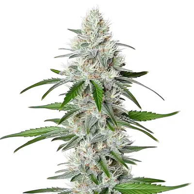 Chemdog Fast Version cannabis seeds