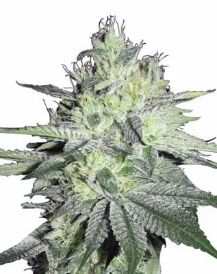 Chemdog cannabis seeds