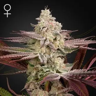 Chemical Bride cannabis seeds by Greenhouse Seeds