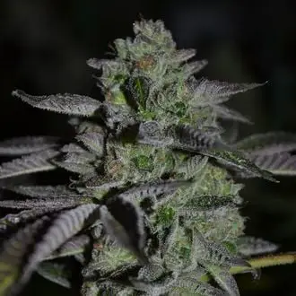 Chempie cannabis seeds by Ripper Seeds