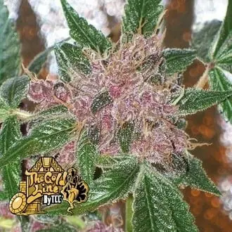 Cherries Jubilee cannabis seeds