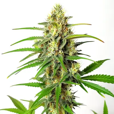 Cherry Ak Fast Version cannabis seeds