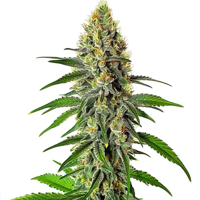 Cherry AK cannabis seeds by Blimburn Seeds