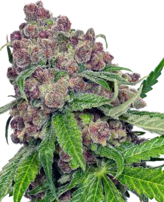 Cherry Bacio cannabis seeds