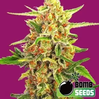 Cherry Bomb cannabis seeds by Bomb Seeds
