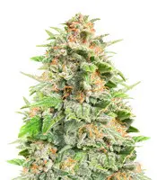 Cherry Cola cannabis seeds
