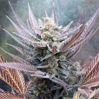 Cherry Cookies cannabis seeds by Pure Instinto