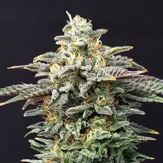 Cherry Dream cannabis seeds by Kannabia