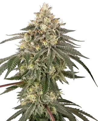 Cherry Gas cannabis seeds