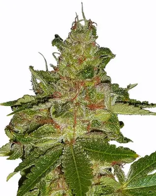 Cherry Kush cannabis seeds