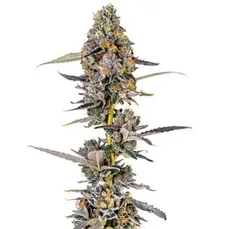 Cherry Mac Muffin cannabis seeds by Growers Choice