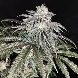 Cherry Melt cannabis seeds