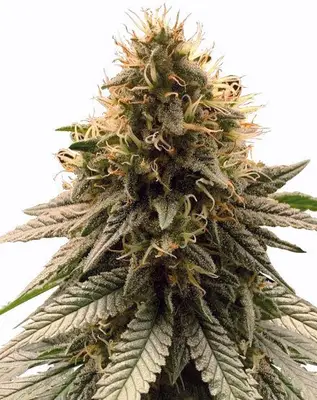 Cherry Pie cannabis seeds