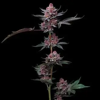 Cherry Poppers cannabis seeds by Barney's Farm