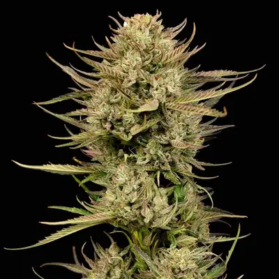 Cherry Punch F1 cannabis seeds