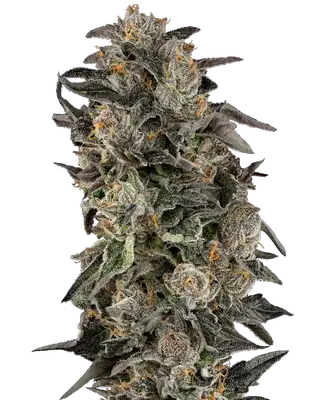 Cherry Strudel cannabis seeds